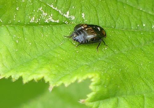 Penthimia nigra
